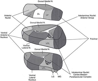 The Role of the Thalamus in Declarative and Procedural Linguistic Memory Processes